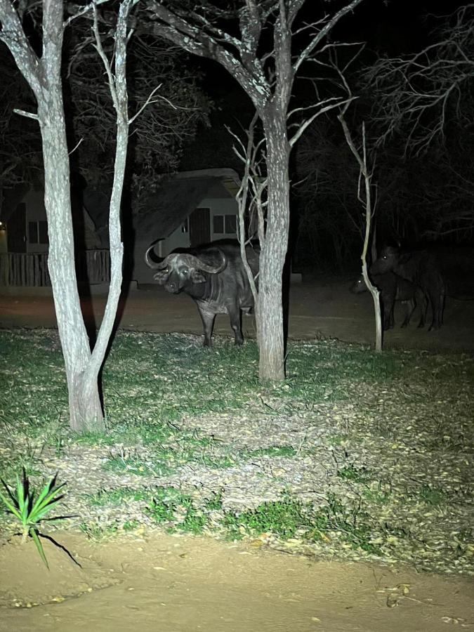 Wild Ride Safaris And Bush Camp Hoedspruit Exterior foto