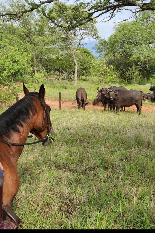 Wild Ride Safaris And Bush Camp Hoedspruit Exterior foto